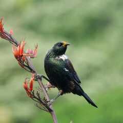 Colorful Tui sitting on Harakeke/Flax branch