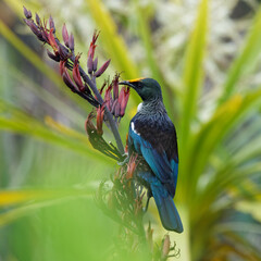 Tui perched on branch scanning its surroundings