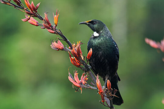 Colorful Tui sitting on Harakeke/Flax branch
