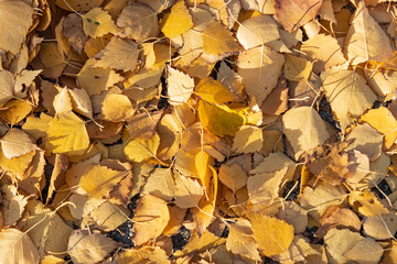 A pile of yellow leaves on the ground