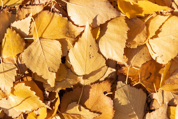 A pile of yellow leaves on the ground