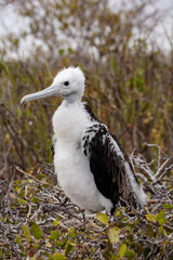 frigatebird hatchling chick standing nest galapagos islands