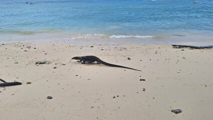 マレーシアのコモドドラゴン