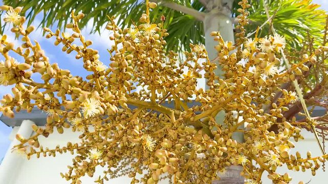 Areca Palm Nut Blossoms in Gold Coast