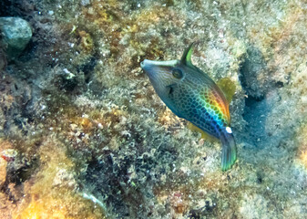 Young honeycomb filefish  triggerfish (Monocanthus sp.) or 
(Cantherhines pardalis), belongs to the family Monocanthidae (or filefishes), it has solitary lifestyle, Red Sea