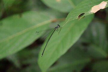 葉にとまるイトトンボ（マレーシア）