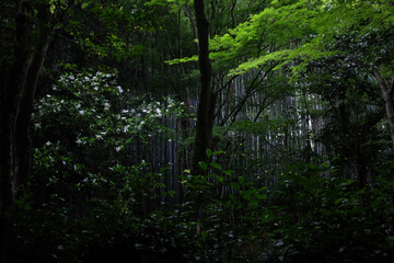 Fototapeta premium trees in the forest