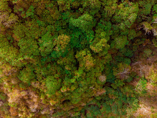 Aerial drone view of tropical thick forest scenery at Orong Bukal in Buwun Mas, Lombok, Indonesia.
