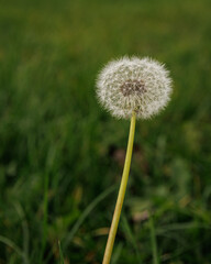 Dandelion on a green meadow in autumn
