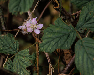 one last blossom between green leaves