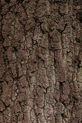 Tree bark as a background pattern