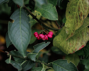 one last blossom between green leaves
