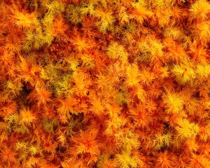 A vibrant display of orange and yellow moss, creating a textured, natural pattern.