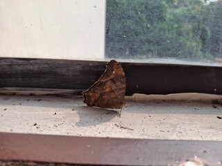 Indian Night Moth is a nocturnal insect with patterned wings, known for its camouflage, attraction...