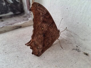 Indian Night Moth is a nocturnal insect with patterned wings, known for its camouflage, attraction...