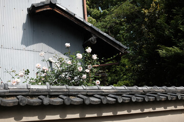 Roses on the Roof