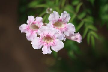 Podranea ricasoliana is a species of flowering plant in the genus Podranea
