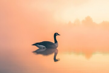 Naklejka premium A lone goose swims in a lake at sunrise. This image is perfect for projects about peace, tranquility, or nature.