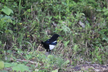 Image of a magpie searching for food on the Daecheongcheon Trail