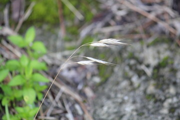 Image of blooming dandelion on the Daecheongcheon Stream trail