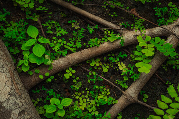 Green leaves pattern. Natural background