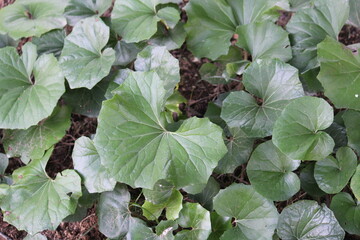 Image of blooming hairy azaleas on the Daecheongcheon Stream trail