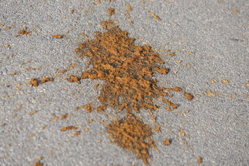 freshly dropped cow manure on the asphalt