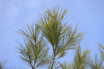 close up of pine needles of turkish pine