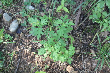 Image of mugwort blooming on the Daecheongcheon trail