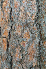 The bark of the pine tree is brown with deep cracks