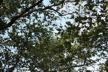 Image taken under a tree in bloom on the Daecheongcheon Trail