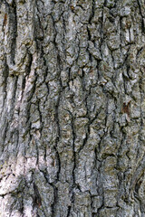 The bark of the pine tree is brown with deep cracks and partly with moss