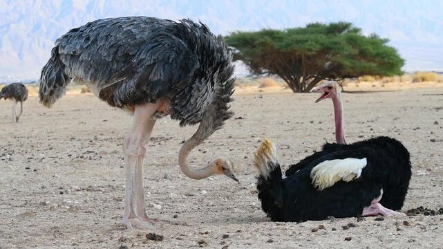 Female (gray color) and Male (black color) of African ostrich (Struthio camelus) make courtship and mating games. Slow motion video. Savannah valley in desert nature reserve, Middle East