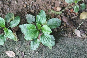 Image of blooming azaleas on the Daecheongcheon Stream trail