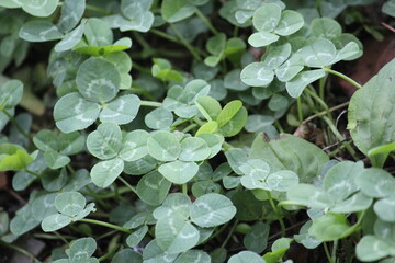 Image of four-leaf clover blooming on the Daecheongcheon trail
