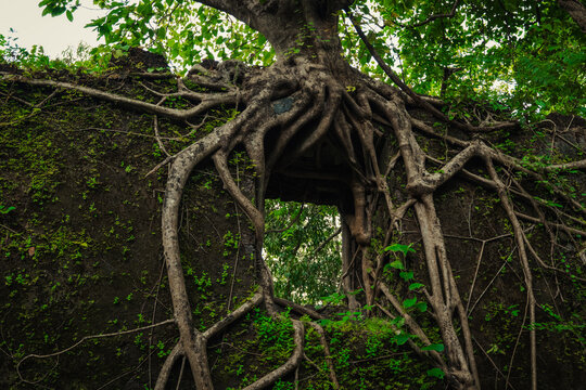 Yashwantgad Fort in Redi, Maharashtra, near the Maharashtra-Goa border. Green roots of trees grows on the old walls