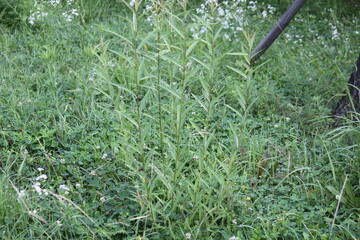 Image of the slender-leafed king hawkweed in bloom along the Daecheongcheon Stream trail
