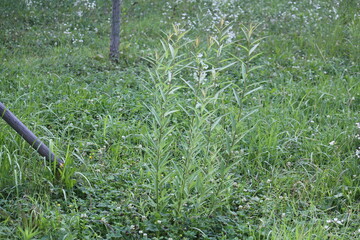 Image of the slender-leafed king hawkweed in bloom along the Daecheongcheon Stream trail