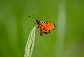 Obraz premium Plain Tiger Butterfly