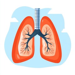Illustration of human lungs with trachea and bronchi.