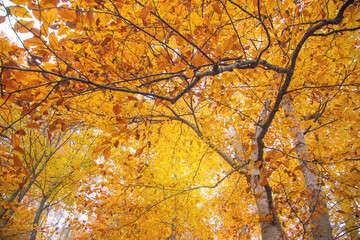 Beautiful view of autumn leaves.