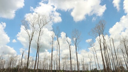 Obraz premium Dead brittle dry wood tree without leaves on bright cloudy sky background