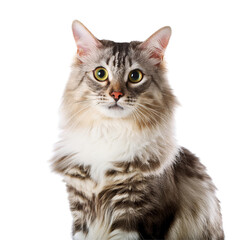 Obraz premium Cat - Looking Curiously, Funny, Scared - Sitting or Standing on White Background / Transparent - Ginger, Tabby, White, Black - Beautiful and Cute Cat Breed - Maine Coon, Siberian, Norwegian, Angora