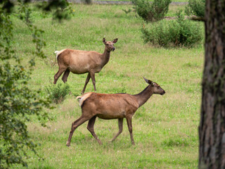 The Southern Urals, Bashkir State Nature Reserve. A herd of red deer (Cervus elaphus sibiricus) in a pen.