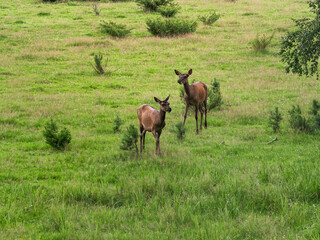 The Southern Urals, Bashkir State Nature Reserve. A herd of red deer (Cervus elaphus sibiricus) in a pen.