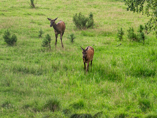 The Southern Urals, Bashkir State Nature Reserve. A herd of red deer (Cervus elaphus sibiricus) in a pen.