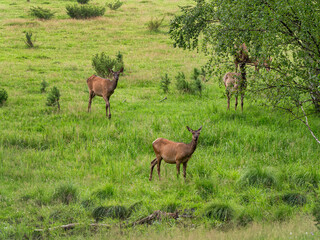 The Southern Urals, Bashkir State Nature Reserve. A herd of red deer (Cervus elaphus sibiricus) in a pen.