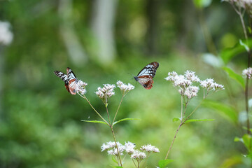 秋風に舞うアサギマダラとフジバカマ