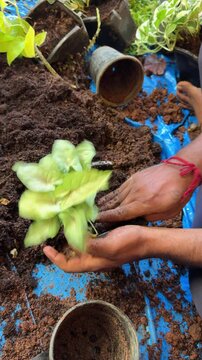 A man potting indoor plants with cocopeat.