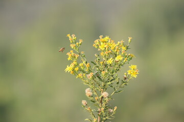 honeybee flying over  Dittrichia viscosa (False Yellowhead) flower